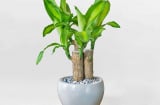 Cây phát tài: Biểu tượng của 'năng lượng sạch' trong nhà của người Nhật