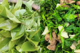 Rau mít rừng – Hương vị núi rừng trong bữa cơm người Mường Phú Thọ