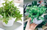 3 cây cảnh phong thủy mới lạ nên có trong năm mới, để tài vận hanh thông