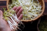 Mẹo bảo quản giá đỗ 7 ngày vẫn giòn ngon, không thâm đen