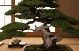Nhà trồng 3 loại cây này, gia chủ như “mở cửa đón thần tài”, tài lộc bền lâu, phúc khí đầy nhà