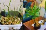 Người thuộc 2 mệnh này trồng gừng phong thủy cực hợp, dễ phát tài to