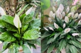 Tưới cây lan ý bằng loại nước này, hoa nở quanh năm