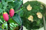 Cây bình bát dây – loại rau dại “từ lá đến quả đều ăn được” khiến người thành phố tìm mua