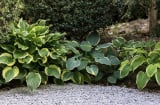 Loại cây chịu bóng nên trồng ngay tháng 2 để đón mùa xuân xanh tốt