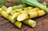 Ít ai biết loại cây quen thuộc này lại có tác dụng giúp dưỡng gan, bổ thận