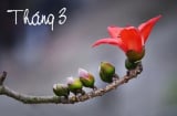 Tháng Ba có gì đặc biệt, số 3 may mắn hay xui xẻo? Bạn thấy số 3 trong đời sống mình thế nào?