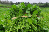 4 loại thưc phẩm cần thiết cho Sh88bet đăng ký miễn phí được khuyên nên bổ sung vào bữa thường xuyên