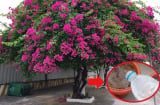 Hoa giấy thích uống nhất loại nước này, tưới vào hoa bung nở từng chùm to