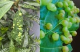 Lá sung có nốt sần có ăn được không?