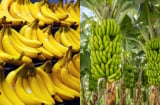 Loại quả quen thuộc ở Việt Nam được chuyên gia Mỹ đánh giá cao: Hỗ trợ ngủ ngon, sản lượng hàng triệu tấn