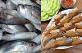 Từ cá “nhà nghèo” thành đặc sản xuất khẩu: Hành trình lột xác của cá lù đù