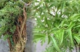 Cây đinh lăng được ví như “thần giữ của”: Vị trí trồng chuẩn phong thủy giúp hút tài lộc, may mắn