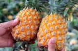 Mẹo chọn dứa chín tự nhiên, nhiều nước, ngọt lịm