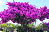 Mẹo làm hoa giấy nở hoa chỉ sau 10 ngày