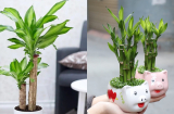 Nhà giàu thường trưng 3 loại cây này để hút tài lộc: Người nghèo đặt đúng cách cũng có cơ hội 'đổi vận'