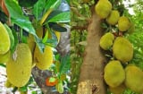 Các cụ dặn: 3 loại cây 'chặn tài lộc', đừng dại trồng trước cổng