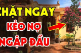 3 loại cây trồng trước cửa nhà nào nhà đó nghèo khổ: Cây càng xanh người càng suy