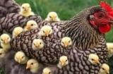 Sau 1/5: 3 tuổi mở chu kỳ mới nhưng tiểu nhân rình rập, càng chủ quan càng dễ vấp