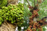 Người tuổi nào hợp trồng Cây Sung trong nhà?