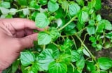 2 loại rau khắc chế bệnh K, mọc dại đầy trong vườn