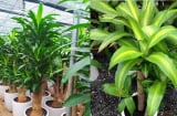 Nhà nào đang trồng cây Thiết Mộc Lan cần chú ý 3 điều này