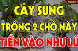 Trồng cây sung đúng chỗ này lộc đua nhau nảy - tiền đua nhau về