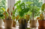 5 dấu hiệu từ cây cảnh trong nhà được nhiều người xem là điềm báo xấu, đừng vội bỏ qua