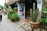 Đặt cây trước cửa tưởng vô hại: 3 loại quen thuộc lại âm thầm gây hại cho nhà bạn