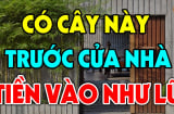 4 loại cây trồng trước nhà nào nhà đó giàu có