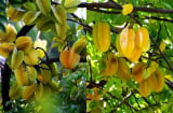5 điều cần chú ý cho những nhà đang trồng cây khế