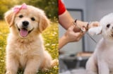 Làm giúp việc Chăm sóc Chó cưng, nhà giàu trả thu nhập khủng 2,1 tỷ đồng/năm, bất ngờ tiêu chí tuyển dụng