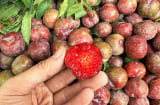 Loại quả nhỏ quen thuộc nhưng lại được xem là “siêu thực phẩm” giúp da đẹp và tóc khỏe hơn