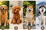 Quiz: Chọn 1 chú chó bạn yêu thích nhất để khám phá khả năng giàu có khi về già