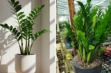 Cây kim tiền ra hoa là Phú Quý thịnh vượng: Làm cách này cây mọc nhiều hoa, chồi non tua tủa