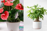 10 loại cây phong thủy được ví như “máy hút tài lộc”, càng xanh tốt càng giúp gia chủ vượng vận