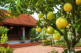 Vì sao người xưa thích trồng cây bưởi trước nhà? Không chỉ lấy quả mà còn có nhiều ý nghĩa đặc biệt