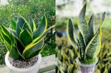 Vì sao nhiều người thích trồng cây Lưỡi Hổ trong nhà? Có nhiều ý nghĩa đặc biệt