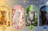 Quiz: Bạn thích con mèo nào, điều đó có thể nói vận khí của bạn đang giàu lên hay khó khăn hơn