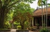 Người xưa dặn: 3 loại cây trong nhà đừng tự ý chặt, nhiều người chặt nhầm dễ “đứt” tài lộc