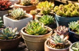 Trồng sen đá mùa nắng gắt: 5 lưu ý nhiều người bỏ qua khiến cây úa vàng, cháy lá, chậm lớn