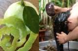 Cách gội đầu bằng vỏ bưởi trị rụng tóc, kích thích tóc mọc nhanh lại suôn mượt, sạch gàu