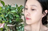 Cách dùng rau diếp cá thu nhỏ lỗ chân lông, da trắng hồng, mờ thâm