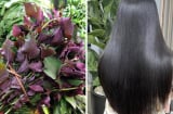 Cách gội đầu bằng nước lá tía tô ngăn rụng tóc, tóc con mọc gấp 3 lần
