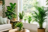 Những vị trí đặt cây cảnh giúp không gian thoáng đãng, mát mẻ hơn, mùa hè càng cần chú ý