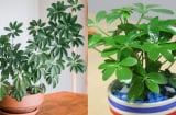 Người thuộc 2 mệnh này hợp trồng cây ngũ gia bì nhất