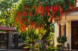 Vì sao người xưa thích trồng cây lộc vừng trước nhà? Những lưu ý quan trọng khi trồng