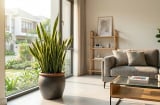 Vì sao nhiều người đặt cây lưỡi hổ trước cửa nhà? Ý nghĩa phong thủy không phải ai cũng biết