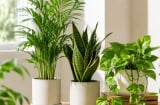 3 loại cây cảnh dễ trồng giúp mùa hè mát hơn, vừa đẹp nhà vừa cải thiện không khí