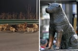 Hachiko đợi chủ suốt 9 năm và đàn chó trung thành vượt 17km trở về nhà